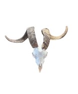 Real Ram Skull Real Angora Ram Skull - Approx Size: 16LX24WX12D inches - €221,15 EUR