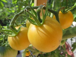 Pwo Garden Peach Tomato, 30 Seeds, Cocona, NON-GMO, Heirloom, Free Shipping - £2.75 GBP