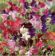 Sweet Pea Heirloom Flower Mix Lathyrus Fragrant 5&#39; Tall Vine Non-Gmo 35 ... - $10.98