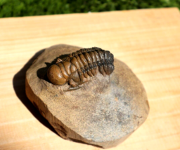 Item image 14