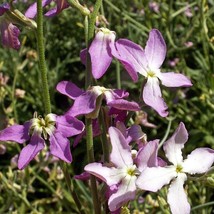 Evening Scented Stock Seeds 1000+ Flower Mathhiola Longipetala   From US - £5.69 GBP