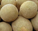 Honeyrock Cantaloupe Seeds 50 Summer Garden Vine Fruit Melons Fast Shipping - $8.99