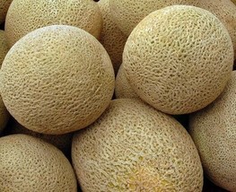 Honeyrock Cantaloupe Seeds 50 Summer Garden Vine Fruit Melons Fast Shipping - £7.18 GBP