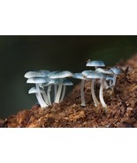 30x Organic Mushroom Plugs PIXIEs PARASOL Mushroom Grow Fungi Culture My... - $14.39