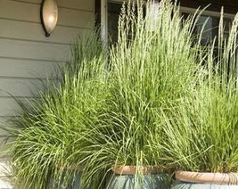 Fragrant Privacy Screen Lemon Grass Herb Cymbopogon Citratus 5 Tall Repe... - $195.53 MXN