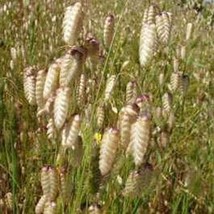 GIB Quaking Grass Briza maxima 25 seeds - £7.19 GBP