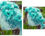 50 Seeds Celosia Turquoise-Green Cockscomb Garden - $41.93