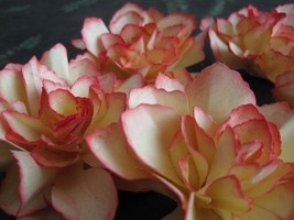 “ 2 seeds White Adenium Desert Rose with Orange edge Flower Seeds GIM “ - £8.74 GBP