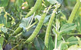 Peas, Lincoln, Heirloom, Organic 20+ Seeds, A Great Tasting Pea, Fresh Or Cooked - £3.21 GBP
