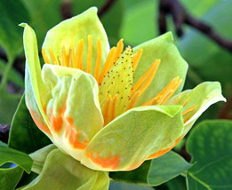 Thjar 20 Tulip Poplar Seeds (Liriodendron Tulipifera) Tulip Tree, Big Flowers Se - £5.89 GBP