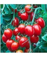 50 Pcs Bright Red Cherry Tomato Seeds - $302.18 MXN