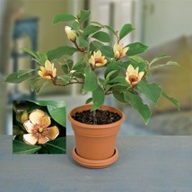 15 Banana Shrub Magnolia Figo Flowers Seeds Fresh Garden - £10.44 GBP