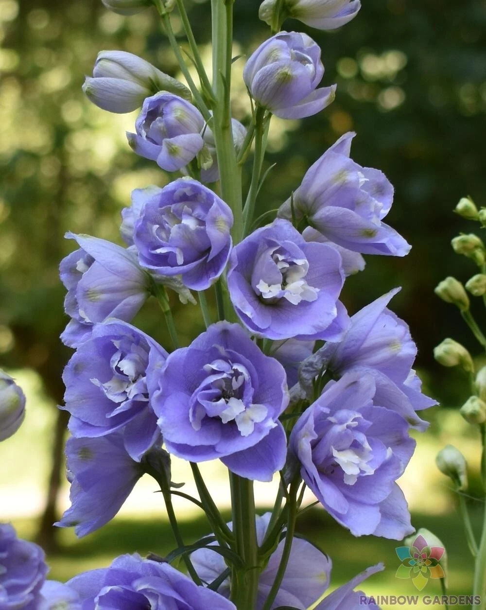 200 Aurora Lavender Delphinium Seeds New Fast Shipping - $10.96