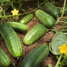 200 National Pickling Cucumber Fruit Cucumis Sativus Seeds Fast Ship Fresh USA S - £11.17 GBP