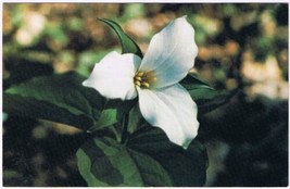 Postcard Trillium Ontario&#39;s Provincial Flower - £2.36 GBP