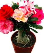 5PCS Adenium Seeds Red Colorful Double Flowers - $17.51 CAD