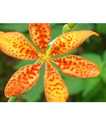 40 Blackberry Lily Seeds Belamcanda Chinensis Fresh Seeds - $219.32 MXN