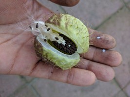 Balloon Milkweed (50+ Seeds) Gomphocarpus P 2023 Crop Us Grown Butterfly Food - $8.99