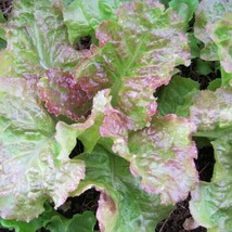 500 Prizehead Leaf Lettuce, NON-GMO Heirloom Vegetable Seeds - £15.16 GBP