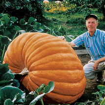 10 Seeds to Grow Biggest Pumpkin in the World Atlantic Dill Pumpkin Seeds - £15.33 GBP