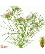 THJAR 75  Fresh Cumin  Seeds - $74.72 MXN