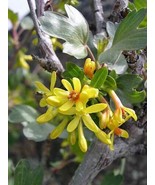GIB Ribes aureum | Buffalo, Clove, or Golden Currant | Pruterberry | 10 ... - £12.58 GBP