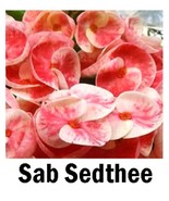 SAB SEDTHEE**Crown Of Thorns-Euphorbia Milii**Christ Plant**Very Small W... - $23.99