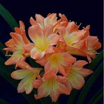 1 Seeds Medium Flower Real Bowl Clivia Pots Bonsai Blooming Plants Happy Farm Hm - $10.67