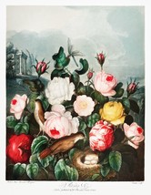 11655.Decor Poster.Room Wall.Robert John Thornton Flower painting.Exotic art - £12.94 GBP+