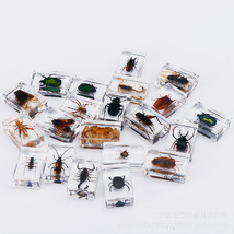 Real Insect Specimen Bug Amber Transparent Resin Spider Scarab Scorpion - $28.90