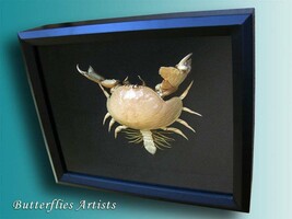 Calappa Box Crab Shame Faced Real Framed Taxidermy Museum Quality Display - £95.91 GBP