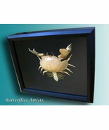 Calappa Box Crab Shame Faced Real Framed Taxidermy Museum Quality Display - $2,279.75 MXN