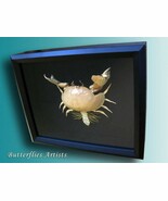 Calappa Box Crab Shame Faced Real Framed Taxidermy Museum Quality Display - £94.35 GBP