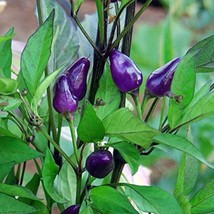 USA Seller Bolivian Rainbow Pepper Seeds 5 Seeds Free Shipping - $24.95