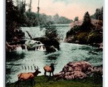 Upper Tumwater Falls Elk Scene Olympia Washington WA DB Postcard M20 - $9.85