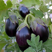 Black Beauty Eggplant 50 Seeds USA Garden - £4.57 GBP