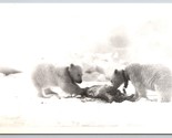 RPPC Polar Bear Cubs Feeding Barrow Alaska AK UNP Postcard F17 - $14.80