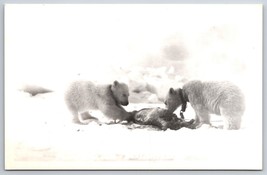 RPPC Polar Bear Cubs Feeding Barrow Alaska AK UNP Postcard F17 - £11.69 GBP