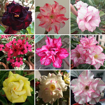 BELLFARM Adenium Black Yellow Red White Bi-color Desert Rose Perennial Bonsai Fl - £19.17 GBP