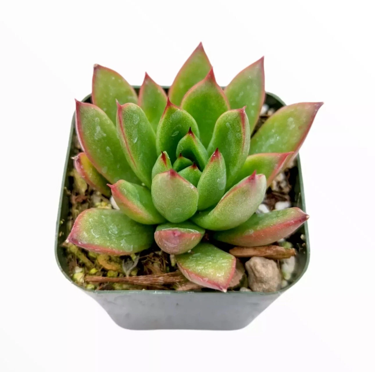 Echeveria agavoides &#39;Christmas&#39; Succulent Plant In 2 Pot - $18.90
