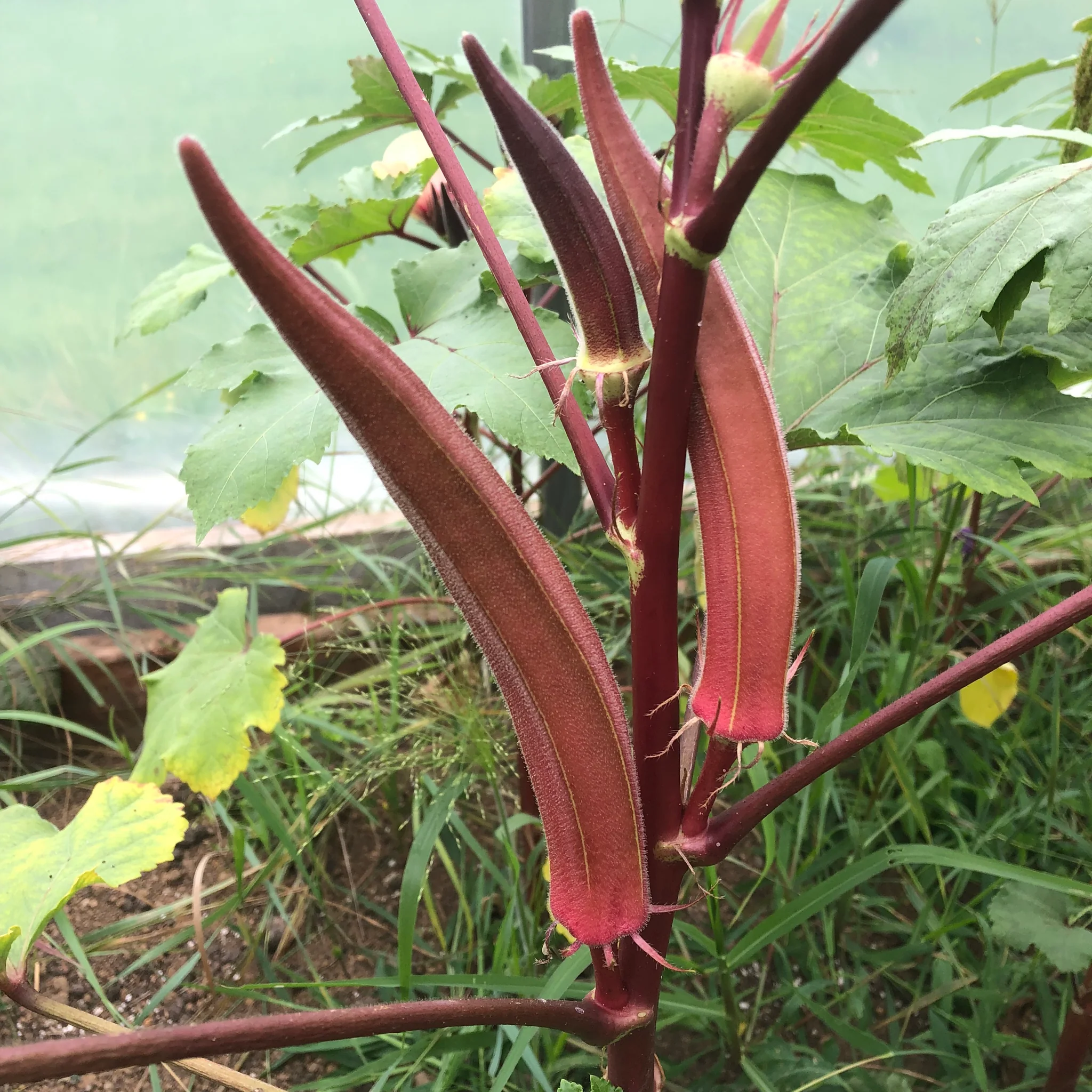 Red Burgundy Okra 75 Seeds - Non-GMO Heirloom Variety - $8.73 CAD