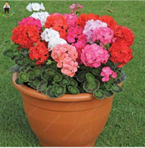 50 Seeds Geranium Pelargonium Potted Bonsai Flower Jardin Plant - (Color... - $18.45