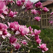Pink Bird Magnolia. (Saucer Magnolia) Tree Seeds, Stunning, Fragrant Flo... - $247.28 MXN