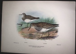 Frederick William FROHAWK ca1890 Sandpiper Bird Litho. Hand Colored Witherby - £34.17 GBP