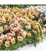 200+ Nature Antique Shades Seeds – Vintage Blooms for Colorful Gardens - $23.13 CAD