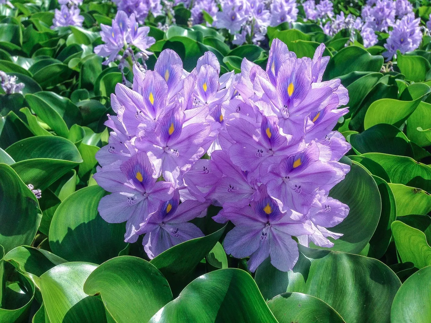 Variety Live Water Hyacinth Tropical Aquatic Surface Pond Plant - £47.10 GBP+