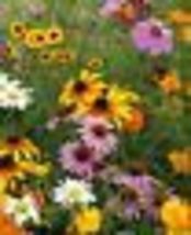 500+ Seeds! Wildflower Mix Cut Flowers Beautiful Blooms Heirloom Usa Non-GMO - £9.45 GBP