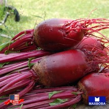 Beet Seeds - Cylindra Non-Gmo, Heirloom Vegetable Garden Usa Shipping - £4.79 GBP