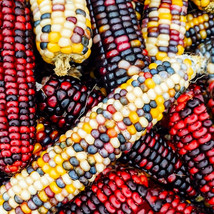 KKG Firecracker Popcorn Ornamental Corn Seeds F1 Rainbow Indian Fresh Ga... - $7.89