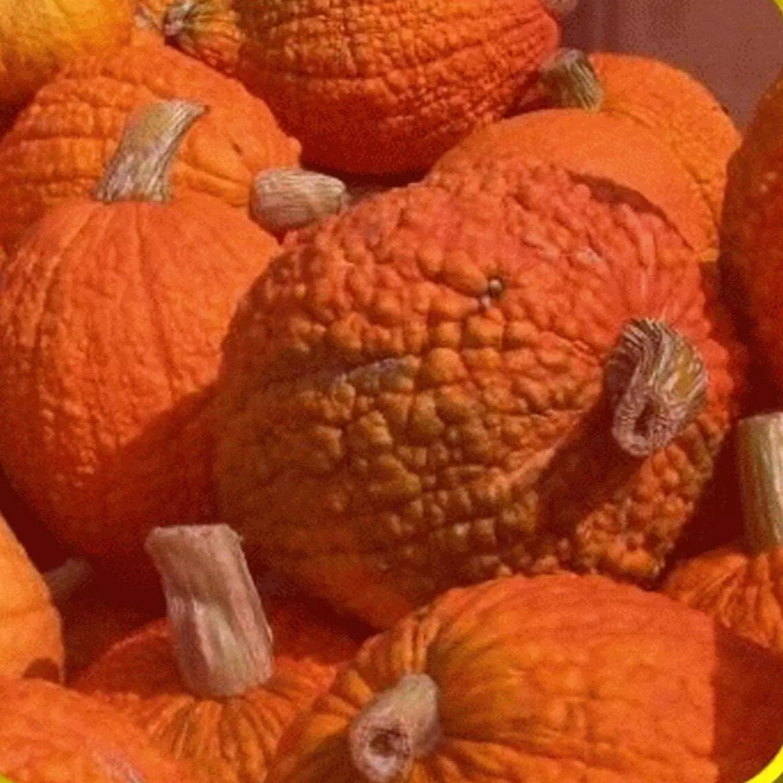 Red Warty Popcorn  Knucklehead Pumpkin Seeds Heirloom for decoration &amp; e... - $9.36